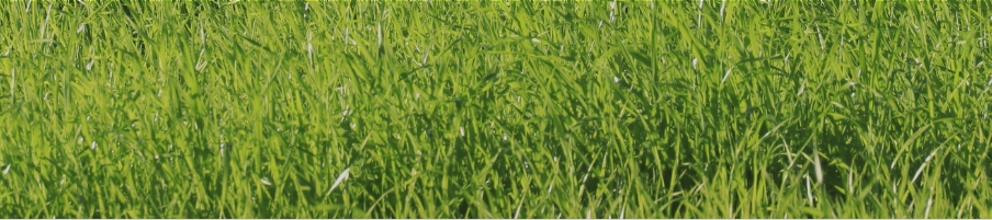緑肥・牧草・景観用 種子